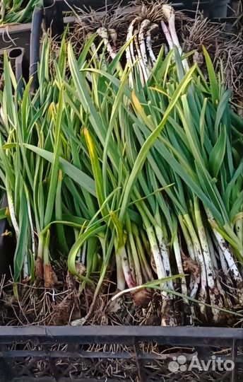 Чеснок молодой