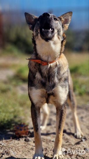 Малышка Адель ищет дом