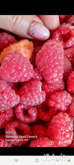 Малина Летняя саженцы