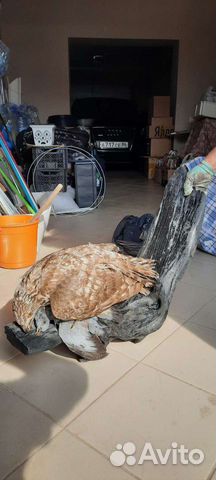 Чучело ястреба