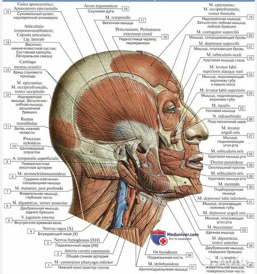 Массаж релакс (с даром)лечебный