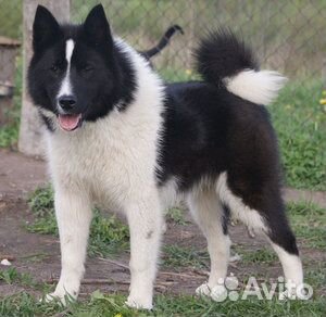 Книги, журналы, газеты по собаководству, охоте, пр