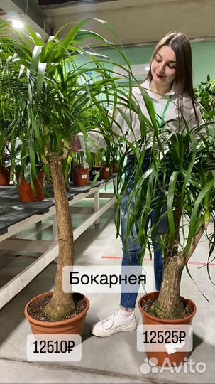 Бокарнея Нолина