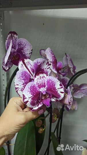 Орхидея фаленопсис