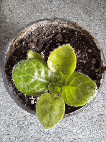 Стрептокарпус 