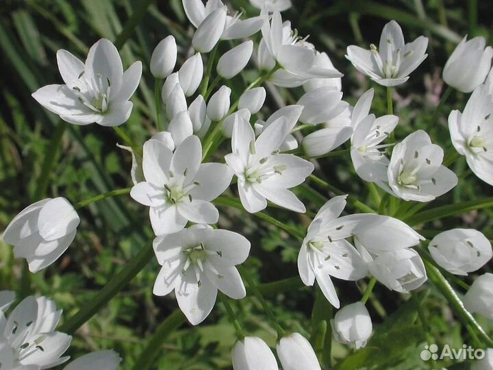 Лук декоративный луковицы сорт неаполитанский