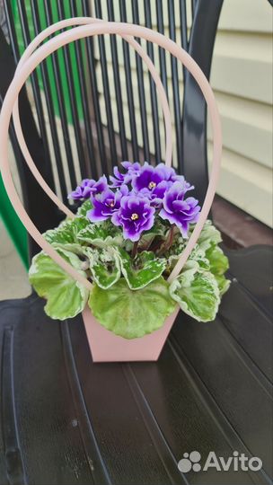 Фиалка в горшках