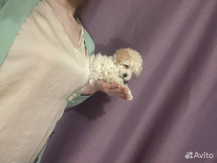 Мальтипу ф1 в Москве микро-мини