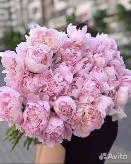 51/101/201/501 Пионы Букеты Цветы Доставка 24/7