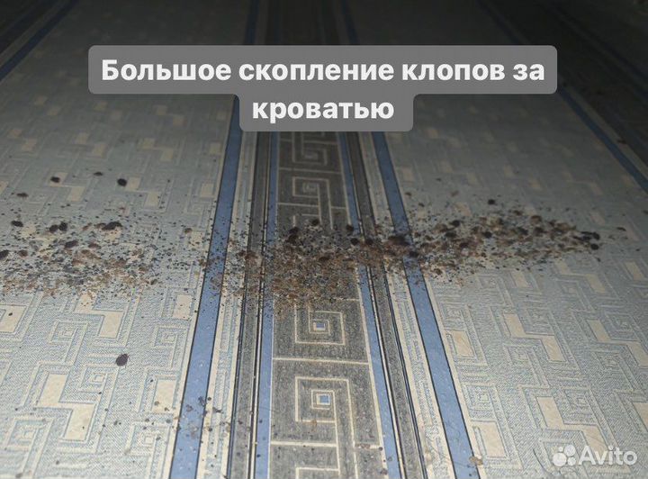 Обработка от тараканов, уничтожение клопов