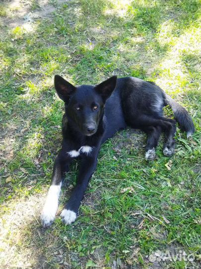 Щенок дворняжка в добрые руки