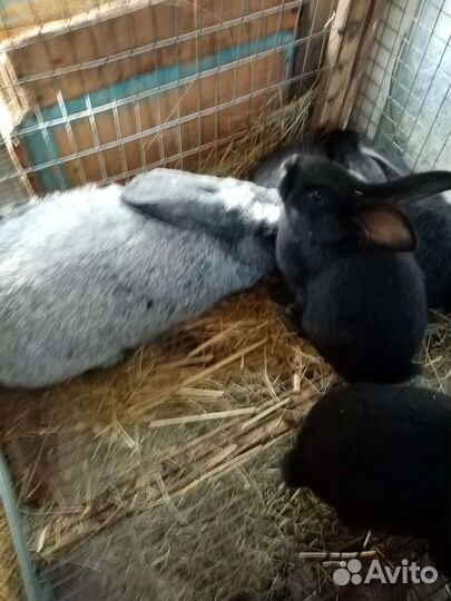 Кролики Полтавское серебро