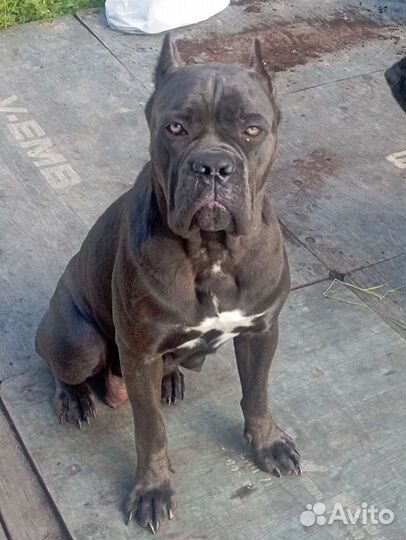 Щенки Кане Корсо