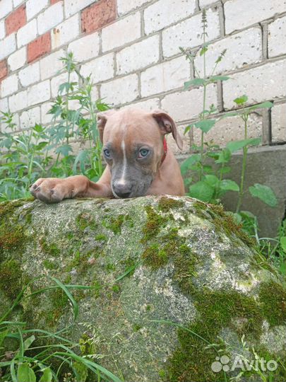 Ам.булли щенок