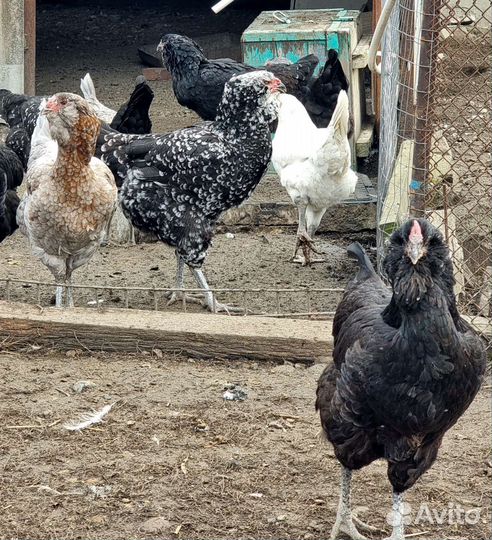 Породные куры