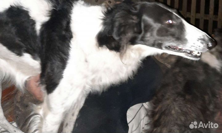 Русская борзая