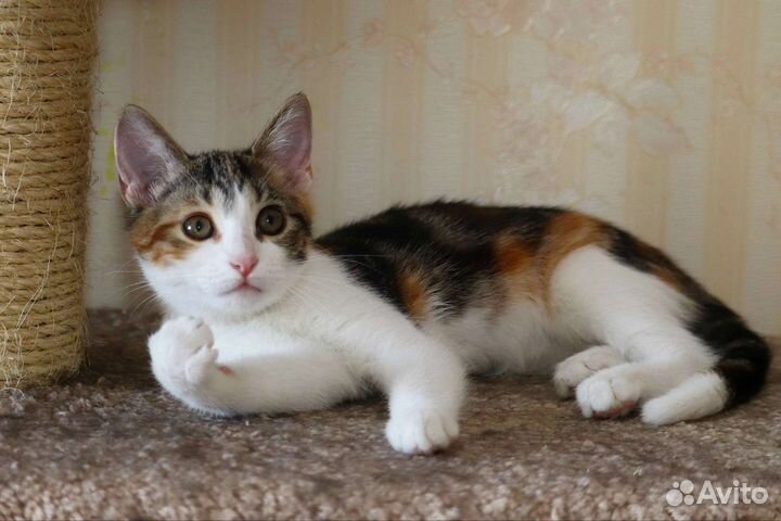 Трёхцветный котенок-девочка в дар