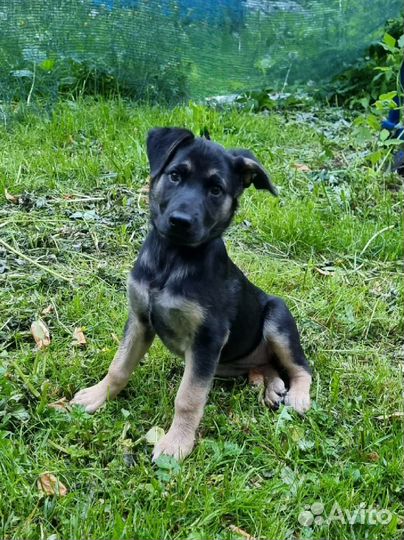 Метис Ронда, 3 месяца, в дар