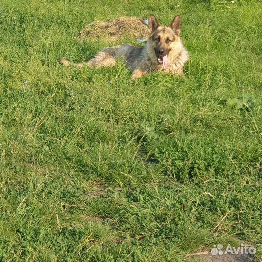 Щенки немецкой овчарки