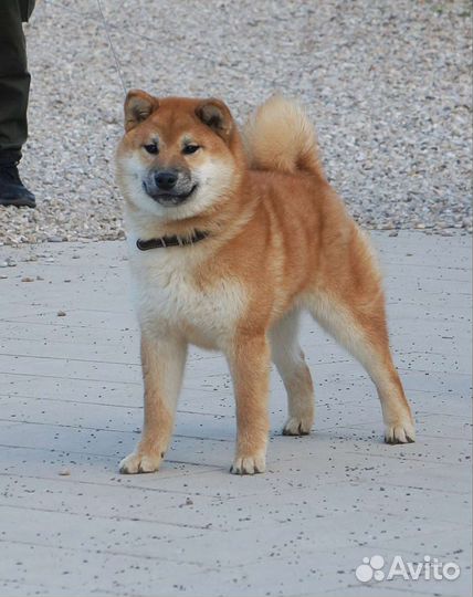 Подрощенный мальчишка сиба ину