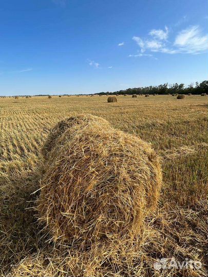 Солома ячменная