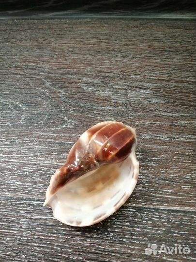 Морские ракушки раковины