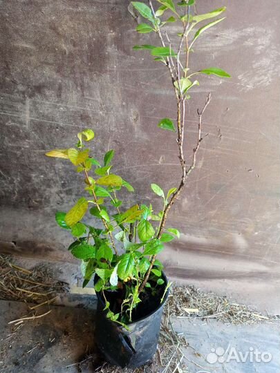 Айва японская хеномелес