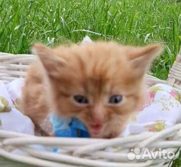 Рыжий малыш вырастет в роскошного кота. Ищем дом