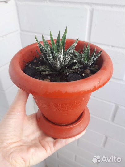 Суккуленты хавортия