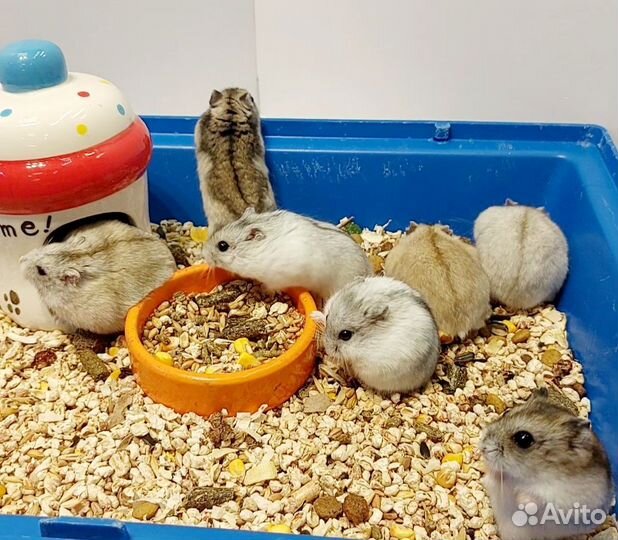 Хомячки Джунгарики