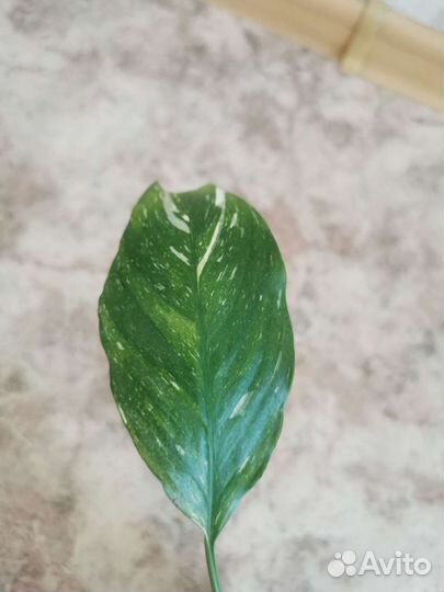 Спатифиллум домино