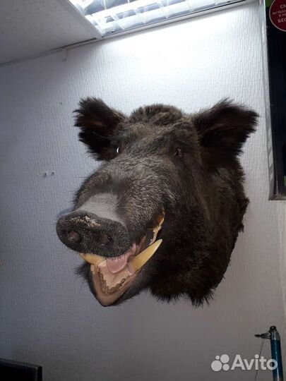 Чучело головы очень крупные