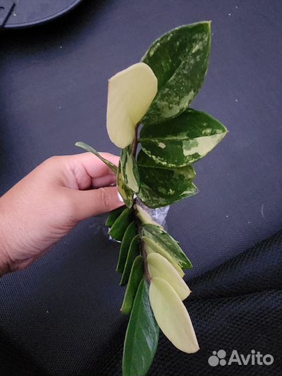 Замиокулькас вар. Zamioculcas variegated