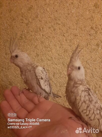 Корелла попугай