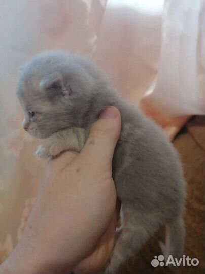 Шотландские котята