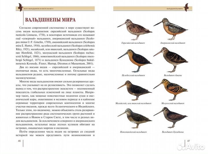 Всё о вальдшнепе и охоте на него
