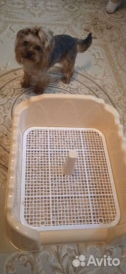 Лоток для собак