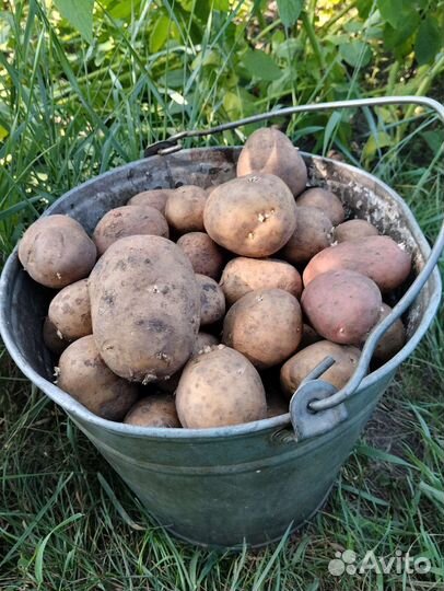 Продам картофель