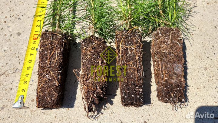 Сеянцы сосны обыкновенной зкс