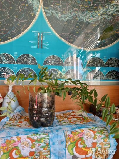 Хойя Белла прекрасная