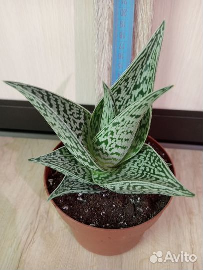 Комнатное растение. Суккулент