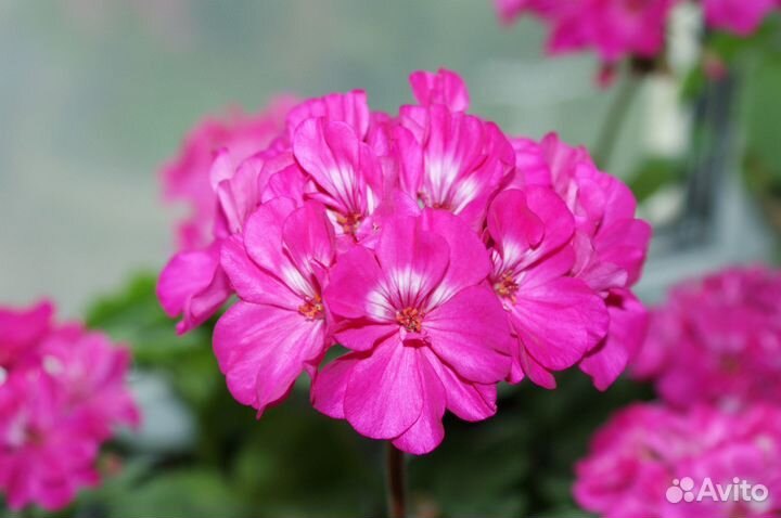 Пеларгония зональная ярко-розовая (герань)