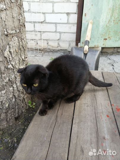Кошка в добрые руки