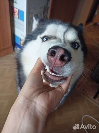 Хаски в добрые руки