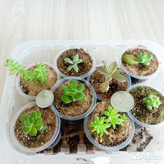 Суккуленты