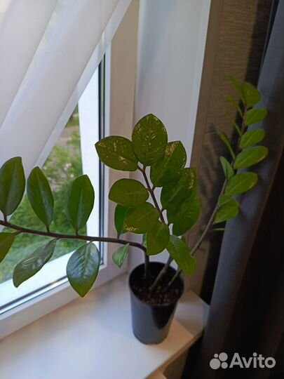 Замиокулькас