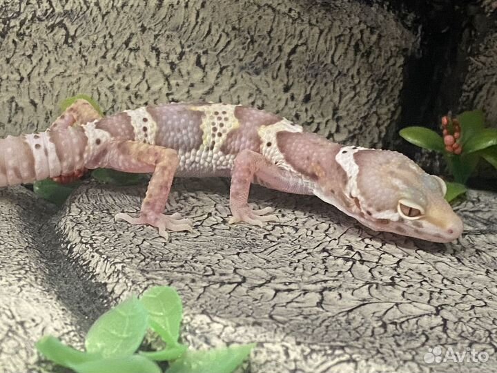 Геккон эублефар