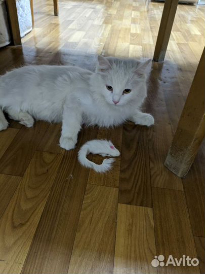 Кошки в добрые руки бесплатно