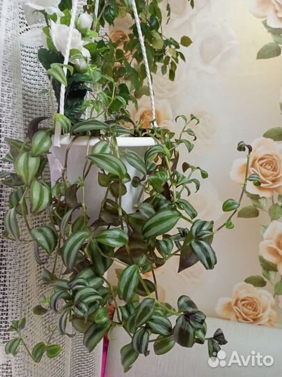 Комнатные растения