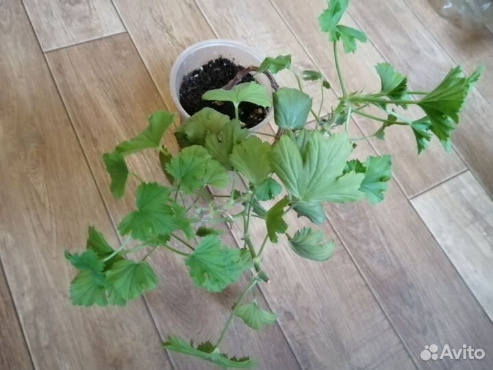 Королевская пеларгония